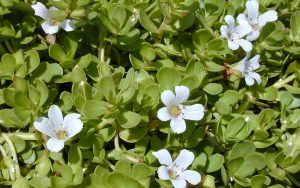 Bacopa Monnieri