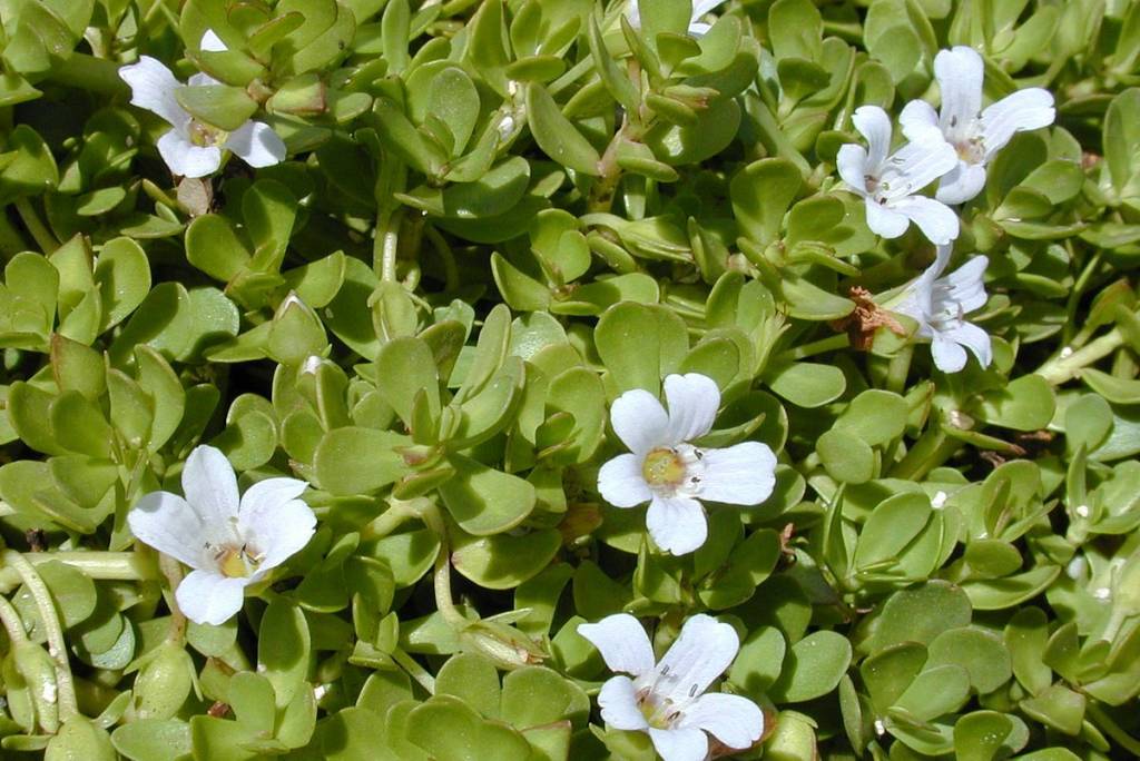 bacopa