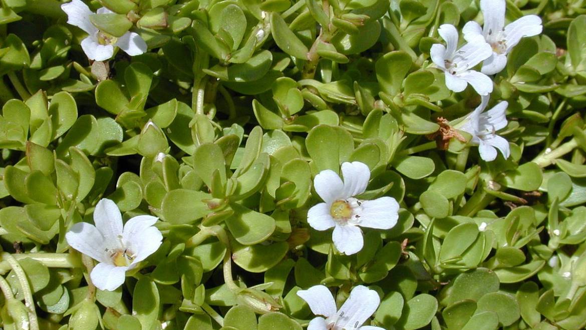 Bacopa