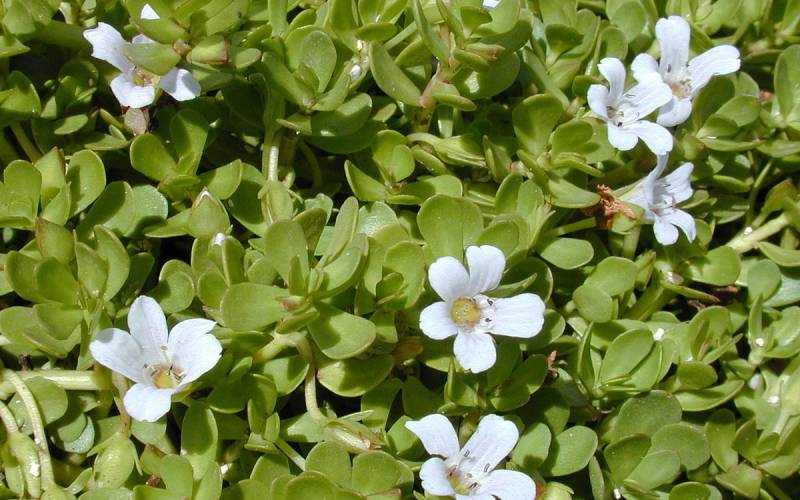 bacopa