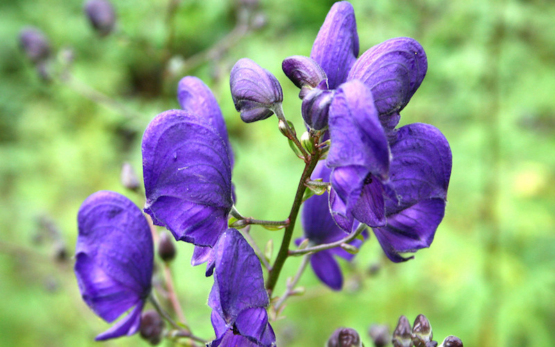 Aconitum_napellus_JPG1a higenamine