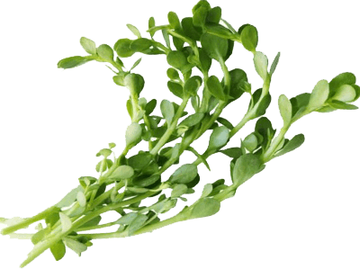 bacopa.png